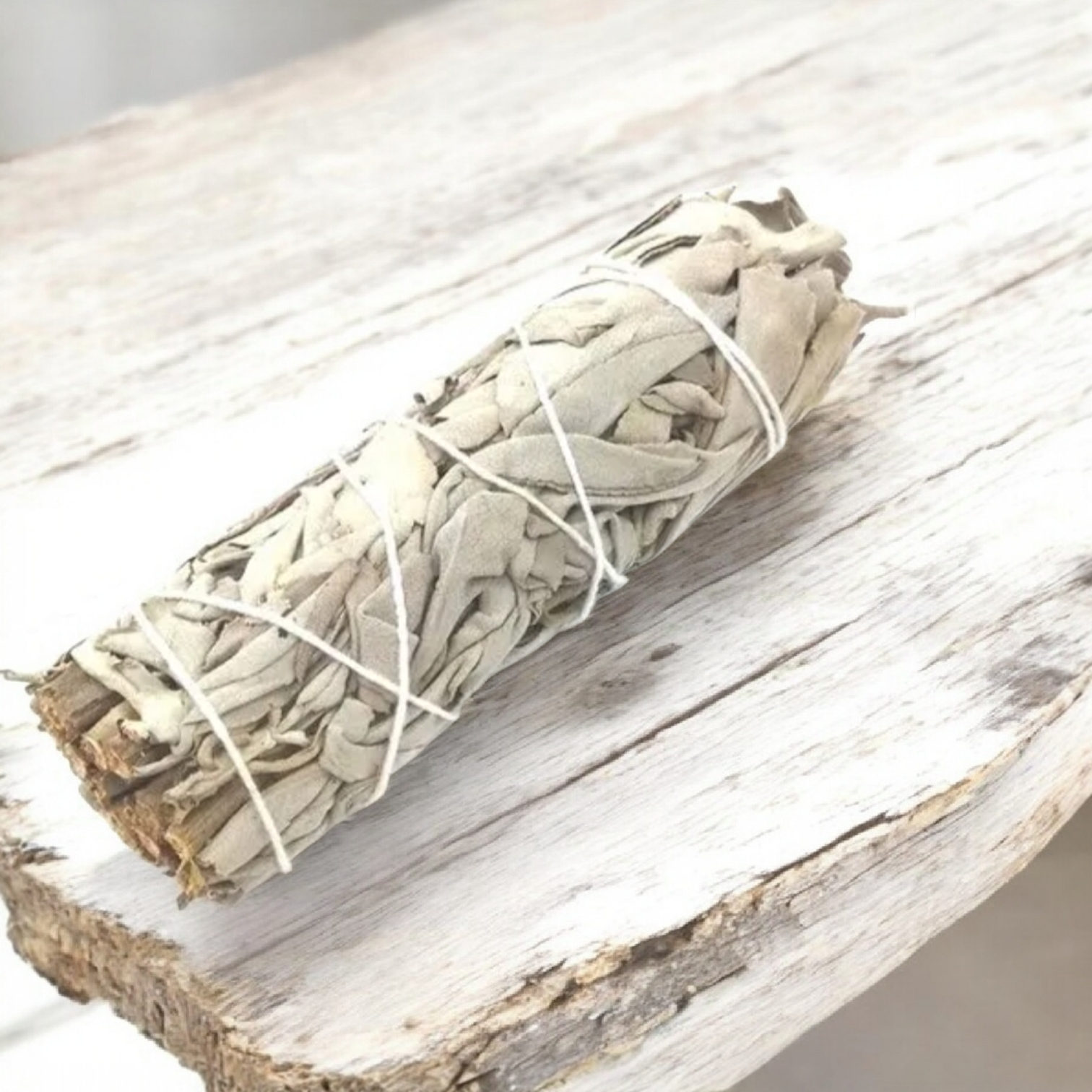 Sauge Blanche Californie 11 cm