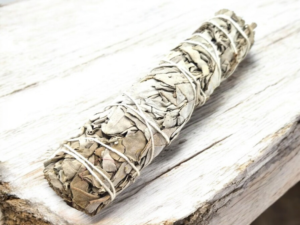 Sauge Blanche Californie 15cm